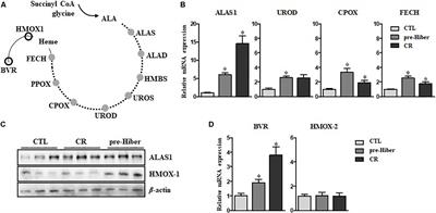 Active Turnover of Heme in Hibernation Period in Mammals